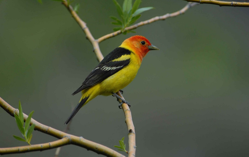 McGrann and his team studied the songs of the western tanager, seen here. Source: Pixabay